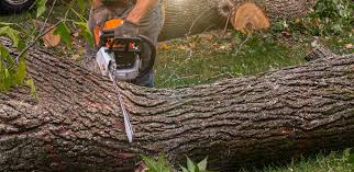 Best Tree Maintenance Programs  in Minden, NE