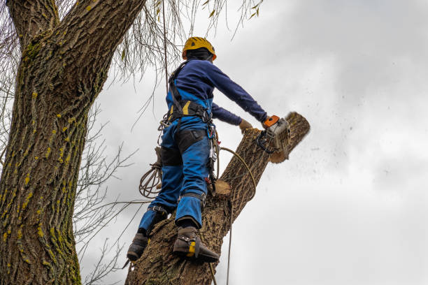 Trusted Minden, NE  Tree Services Experts