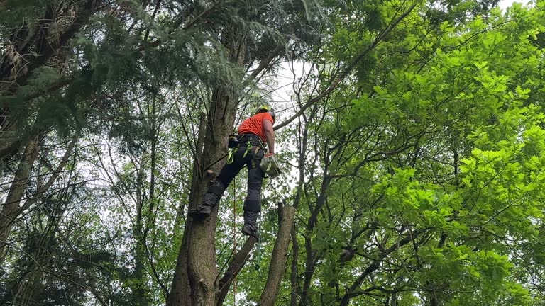 Why Choose Our Tree Removal Services in Minden, NE?